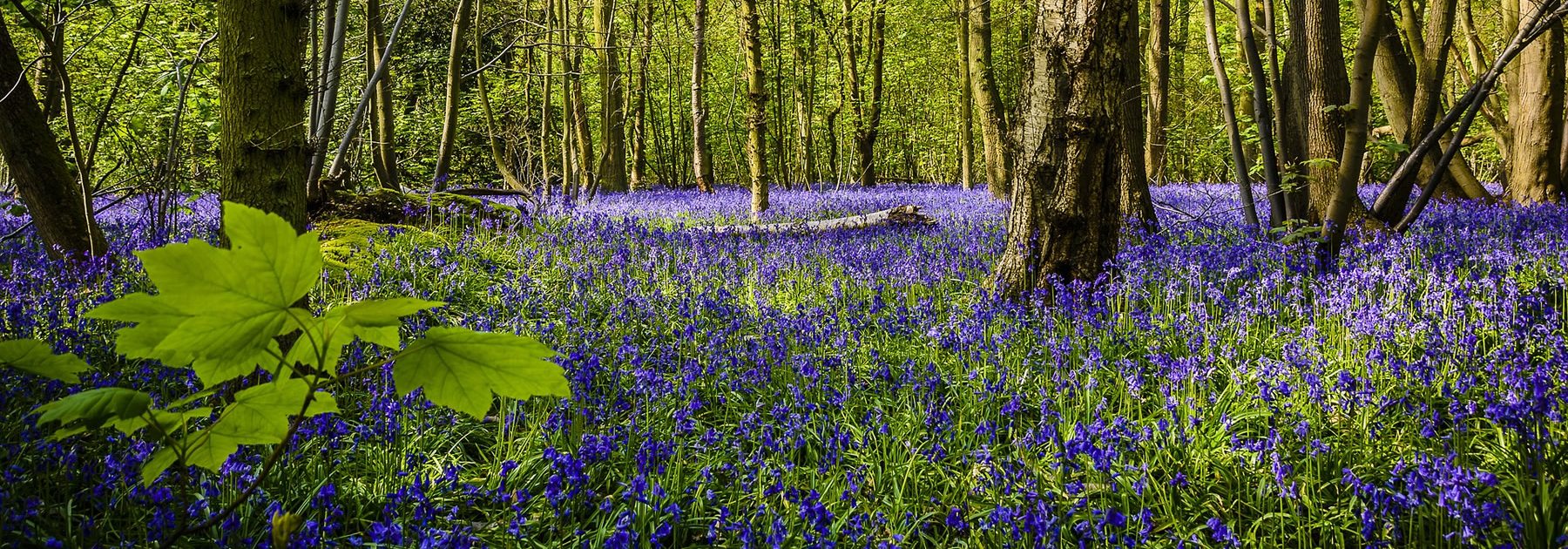For Parents: Woodland Bluebell Dog Walk & Coffee Morning