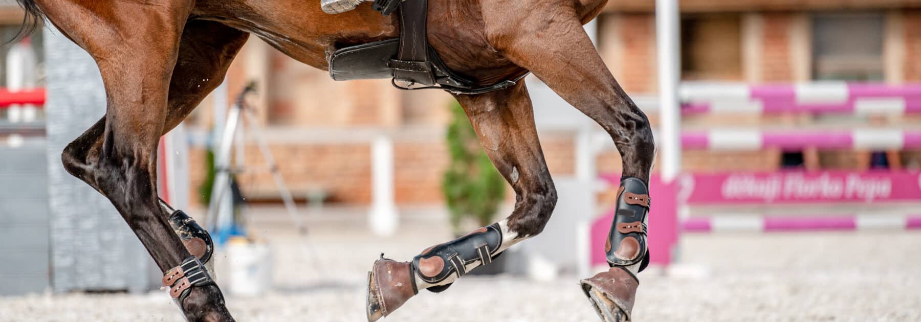 Oriana and Guarantee Gee Glide into Top Dressage Spot